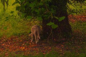 Londres à l’objectif — Patrimoine, béton et lumière dorée