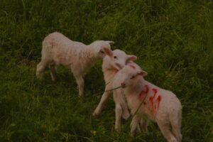 La saison des agneaux dans les Alpes iséroises