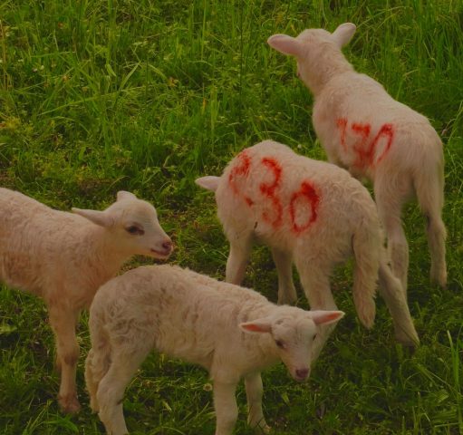 WhatsApp Image 2026-04-29 at 21.58.25 (10)